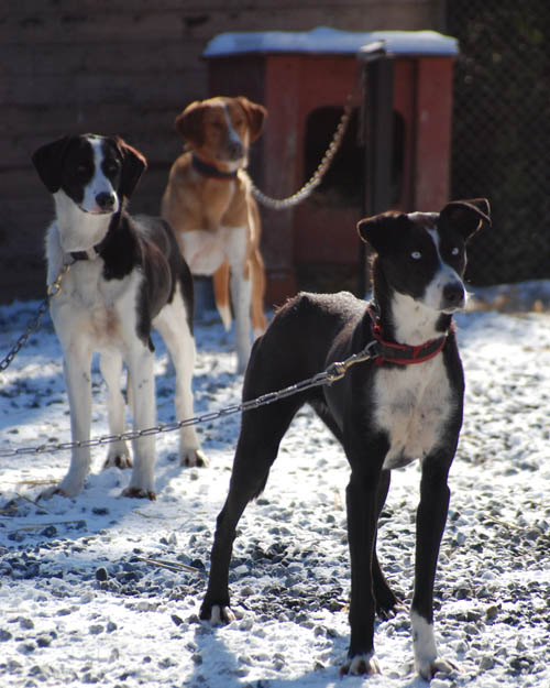 Eurodog for hundekjøring, mellomdistanse trekkhunder med familiehundkarakter