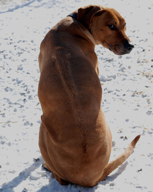 Rhodesian Ridgeback er en god familiehund og avlet på rette egenskaper har den meget godt gemytt